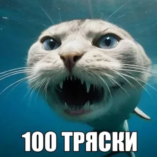 🤩 af73828d 100 ТРЯСКИ кот, акула, животное, мем, смешной whatsapp sticker