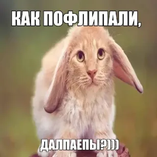 🤩 c4379c41 КАК ПОФЛИПАЛИ, ДАЛПАЕБЫ?!))) животное, кролик, мем, смешной whatsapp sticker