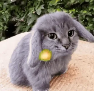 🤩 c5b2c8be кот, кролик, животное, милый, гибрид whatsapp sticker