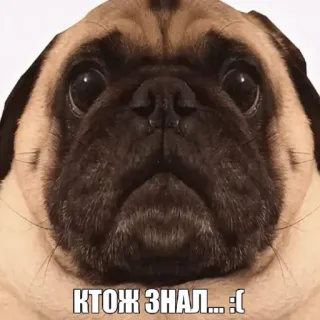 🤩 ceb2b830 КТОЖ ЗНАЛ... :( мопс, собака, грустный, мем, животное whatsapp sticker