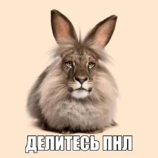 🤩 d5664655 ДЕЛИТЕСЬ ПНЛ животное, лев, кролик, гибрид, мем whatsapp sticker