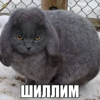 🤩 dd1811f7 ШИЛЛИМ кот, кролик, серый, злой, животное whatsapp sticker