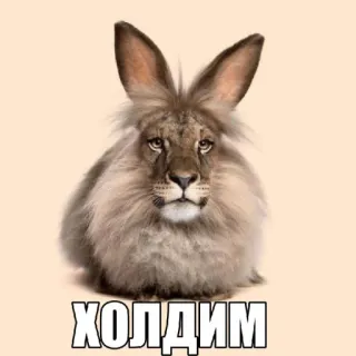 🤩 ff09c1bf ХОЛДИМ лев, кролик, гибрид, животное, мем whatsapp sticker