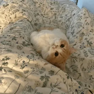 👀 19d706df kucing, imut, anak kucing, hewan peliharaan, binatang peliharaan whatsapp sticker