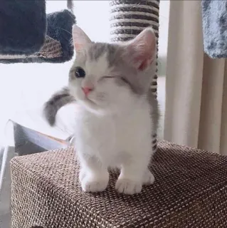 😉 1f059cda anak kucing, kucing, hewan peliharaan, hewan, lucu, mengedipkan mata whatsapp sticker