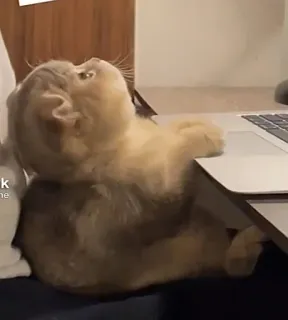 😪 264e8d68 kucing, hewan, laptop, lucu, hewan peliharaan whatsapp sticker