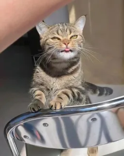 Catto telegram stickers