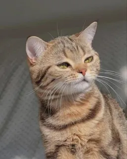 😏 36cf4925 kucing, hewan peliharaan, hewan, domestik, imut whatsapp sticker