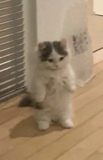 ☹️ 450acecf kucing, anak kucing, berdiri, imut, berbulu, binatang whatsapp sticker