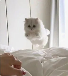 Catto telegram stickers