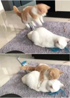 🤗 63e78425 kucing, hewan, bermain, hewan peliharaan, anak kucing whatsapp sticker