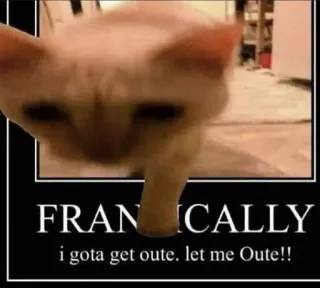 🖼 67c6ac9f FRANTICALLY i gota get oute. let me Oute!! kucing, meme, lucu, panik, binatang whatsapp sticker