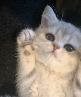 ☺️ 83e45fa1 kucing, anak kucing, imut, hewan peliharaan, binatang, menggemaskan whatsapp sticker