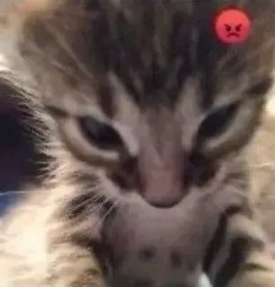 😡 963fe936 kucing, marah, anak kucing, felin, domestik whatsapp sticker