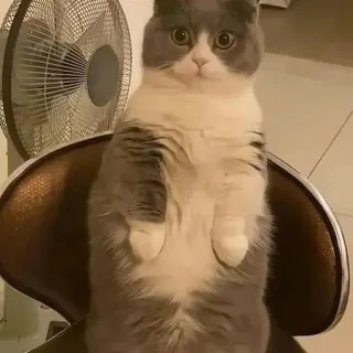 😳 a099f5a9 kucing, imut, abu-abu, putih, berdiri whatsapp sticker