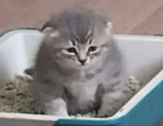 😔 a805e212 kucing, anak kucing, kotak pasir, hewan, hewan peliharaan whatsapp sticker