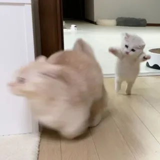 🙀 bc3d381c anak kucing, kucing, imut, hewan, ceria whatsapp sticker