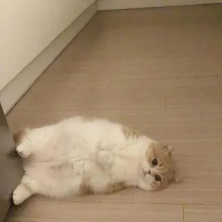 😥 cad7c95e kucing, hewan peliharaan, binatang, berbaring, lantai whatsapp sticker