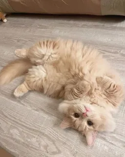 🥺 db6416db kucing, imut, anak kucing, hewan peliharaan, binatang, domestik whatsapp sticker