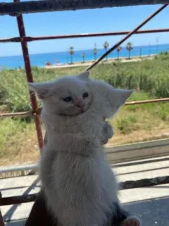 🤗 e33614da kucing, anak kucing, imut, hewan, putih whatsapp sticker