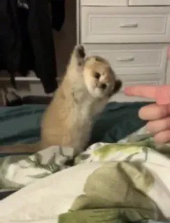 💀 ebfa6e05 kucing, anak kucing, binatang, lucu, ceria whatsapp sticker