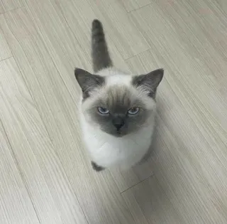 😾 f213b22b kucing, felin, hewan peliharaan, hewan, siam, imut, pemarah whatsapp sticker