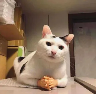 🤨 fad8be7a kucing, lucu, tangan, hewan, imut whatsapp sticker