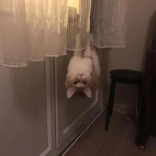 🙃 fece7f85 kucing, binatang, bergantung, gorden, hewan peliharaan, imut whatsapp sticker