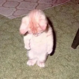 Catto whatsapp stickers