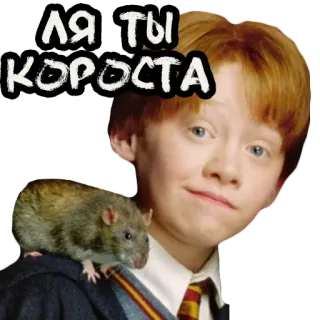 🐀 1ad8a908 Ron Weasley Harry Potter ЛЯ ТЫ КОРОСТА Ron Weasley, Harry Potter, Ratte, Scabbers, Magie, Zauberer, Charakter, Aufkleber telegram sticker