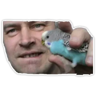 🐦 4c23027a oiseau, perruche, perruche, animal, animal de compagnie, homme telegram sticker