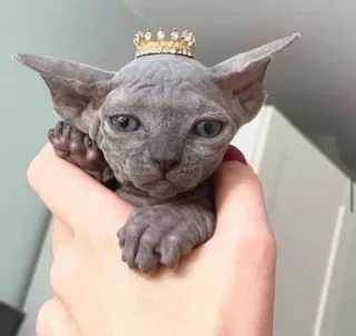 👸 15c2b045 cat, sphynx, hairless cat, crown, pet, animal telegram sticker