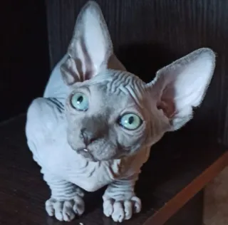 🙄 2d156535 cat, sphynx cat, hairless cat, pet, animal telegram sticker