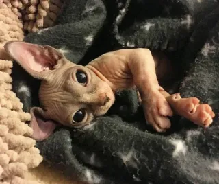 😪 3ff3f8c9 sphynx cat, hairless cat, cat, pet, animal, cute, blanket telegram sticker