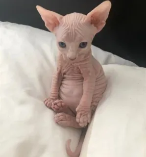 🥺 60ceb2de sphynx cat, hairless cat, cat, pet, animal, kitten telegram sticker