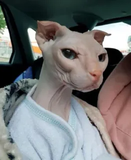 😒 8bab044a sphynx cat, cat, animal, pet, hairless cat telegram sticker