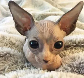 🥺 8da704f3 sphynx cat, hairless cat, cat, pet, animal, domestic animal telegram sticker