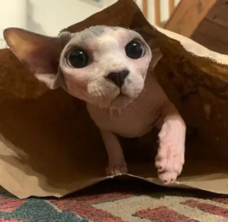 😍 d3039908 cat, sphynx, animal, pet, paper bag, cute, hairless cat telegram sticker