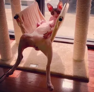 io gatto depilato telegram stickers