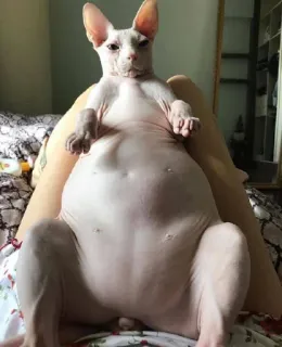 io gatto depilato telegram stickers