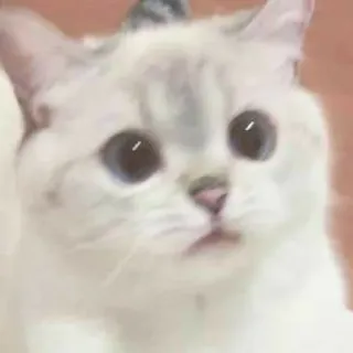 🐱 14ef1a35 猫, 子猫, 可愛い, 動物, ペット telegram sticker