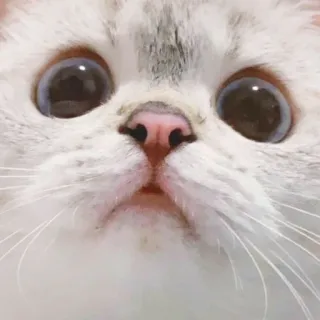 🐱 1cdeb7d7 猫, 子猫, 動物, ペット, 可愛い, 目, 顔 telegram sticker