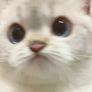 🐱 3bf4bf9c 猫, 動物, ペット, 可愛い, 目, 子猫 telegram sticker