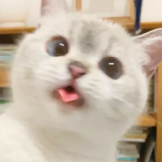 🐱 4d004cb9 猫, 動物, ペット, 面白い, ミーム, 可愛い, 舌 telegram sticker