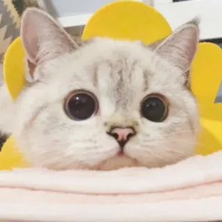 🐱 4eb3cad9 猫, 子猫, かわいい, 動物, ペット, 目, 家庭, ネコ科 telegram sticker