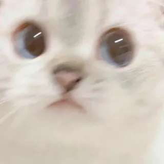 🐱 8c4611e0 猫, 子猫, 動物, ペット, かわいい, ネコ telegram sticker