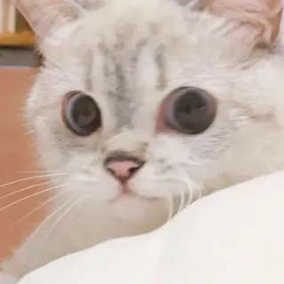 🐱 a767bb76 猫, 動物, ペット, かわいい, ネコ科, 家畜 telegram sticker