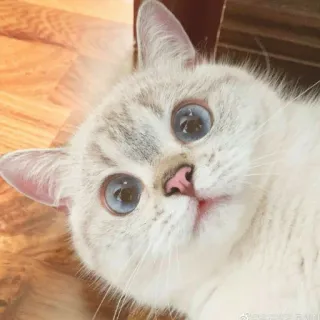 🐱 b6e138bc 猫, 動物, ペット, かわいい, 家猫, 子猫, 青い目, 白い猫 telegram sticker