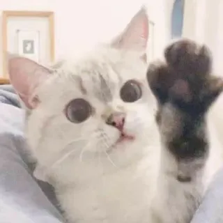 🐱 bacbe20c 猫, 子猫, かわいい, 動物, ペット, 肉球, 家庭的, ネコ科 telegram sticker