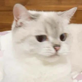 🐱 bfdc2c07 猫, 可愛い, ペット, 動物, ネコ科 telegram sticker